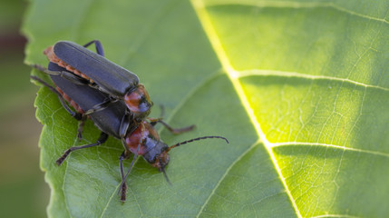 two soldier beetles or cantharidae male and female mate on green leaves