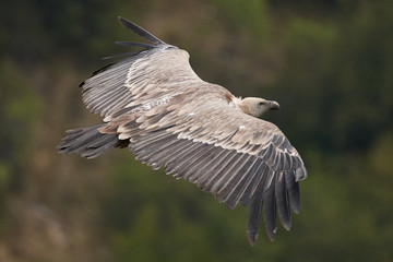 Griffon vulture, Eurasian griffon (Gyps fulvus) vulture