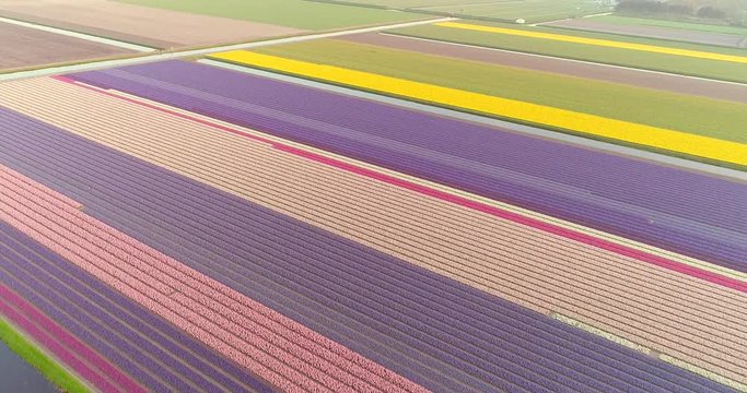 Amazing aerial view of colorful blossoming fields of tulips in Lisse, Netherlands.