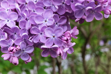 Background with beautiful lilac flowers in the garden