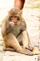 Monkey eating at Pashpatinath - Nepal
