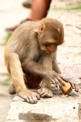 Monkey eating at Pashpatinath - Nepal