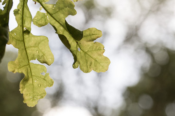 Two oak leaves with the blurry background