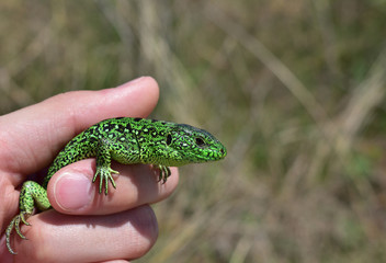 Green lizard in the hands
