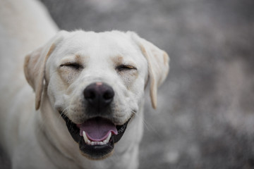 White Labrador dog smiling with blurry background