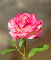 Pink rose in the garden.