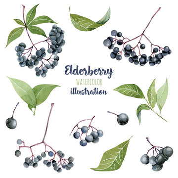 Watercolor eldeberries illustration collection, hand painted isolated on a white background