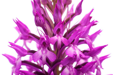 Wild orchid hybrid flowers detail over white - Anacamptis x simorrensis