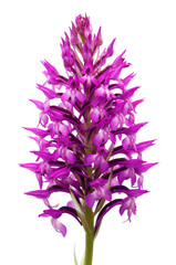 Wild orchid hybrid inflorescence over white - Anacamptis x simorrensis