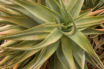 Spiky leaves of a green succulent plant