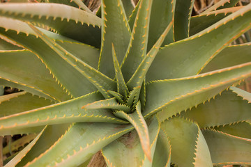 Spiky leaves of a green succulent plant