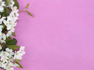 Fototapeta na wymiar Pink background with border of flowering plants. Flowers tree apple. Floral background with copy space. Cute pink background with border of flowers. Flat lay.