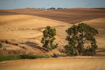 Fototapeta na wymiar View over dry farm paddocks