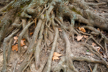 Close-up of tree roots and foliage.