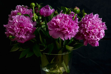 violet peonies on black backdorp