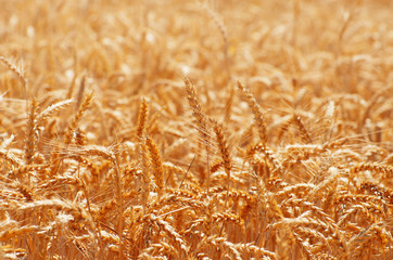Fields of wheat at the end of summer fully ripe