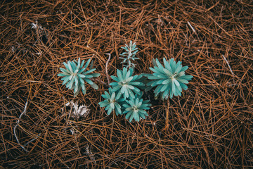 euphorbia seen from above on ground of dried pine leaves