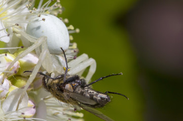 White crab spider Misumen vatia and its insect prey ount. On a white spirea flower.
