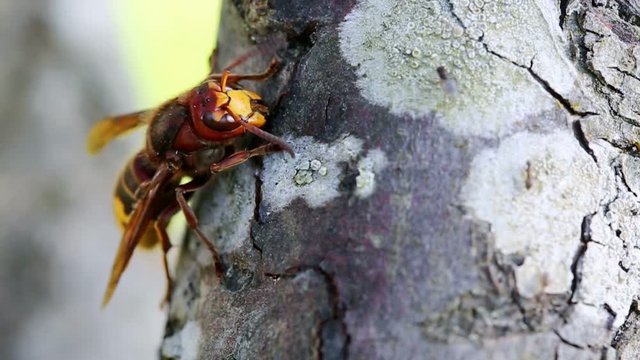 Big wasp macro .