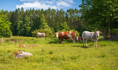 Fototapeta premium Herd of cows at summer green field in Czech Republic