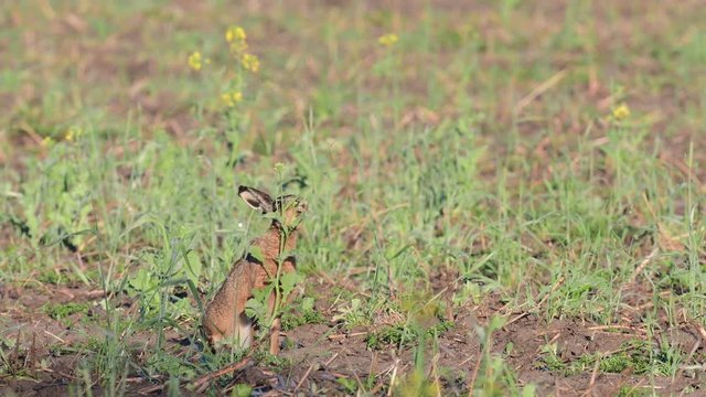 Brown hare search feed on the field, spring, (lepus capensis)

