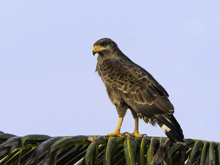 Cuban Black Hawk