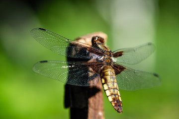 A dragon-fly sitting on a stick