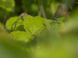 Libellule face au vent