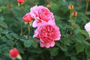 Rose, flower