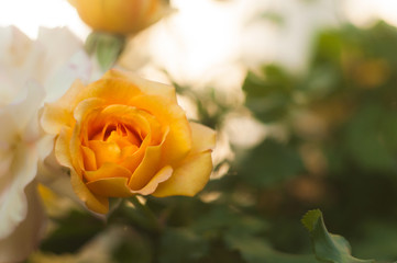 Rose flower macrophotography