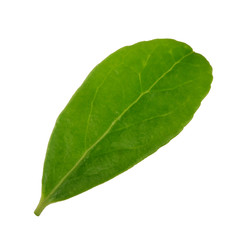 Fototapeta na wymiar green fresh leaf isolated on white background