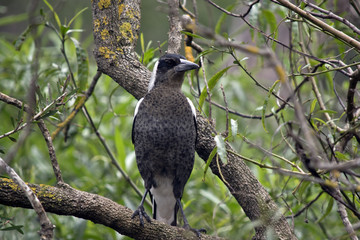 magpie
