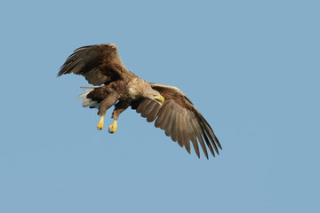 Eagle in Flight and Calling