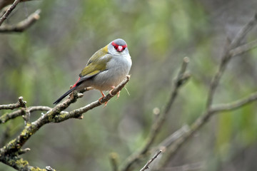 red browed finch
