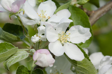 Obraz premium Beautiful apple tree blossom in nature.
