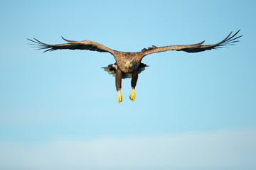 White-tailed Eagle Hunting