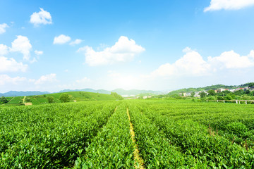 Fototapeta na wymiar Green tea garden on the hill,china