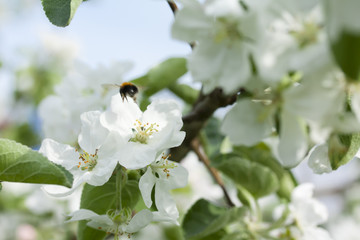 Beautiful apple tree blossom in nature.