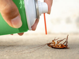 Human hand spraying insecticide on dead cockroach. pest control, health and hygiene concept