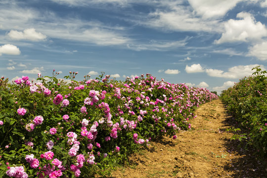 Fototapeta Bulgarian rose valley near Kazanlak. Rose Damascena fields.