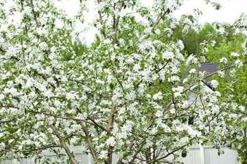Beautiful apple tree blossom in nature.