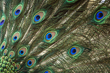 Obraz premium Colorful peacock feathers background. Shallow Dof.
