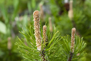 Beautiful green pine branch in the garden, macro.