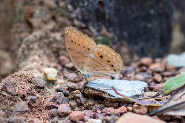 A beautiful butterfly in the nature background