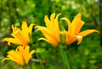 Lily yellow,  or trazodne (lat. Hemerocallis lilioasphodelus). Macro. Closeup.