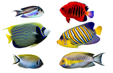 Set of Saltwater angelfish on white isolated background. Emperor, Flame, Bellus, Regal and Japanese...
