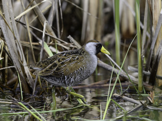 Sora Rail or Sora Crake 