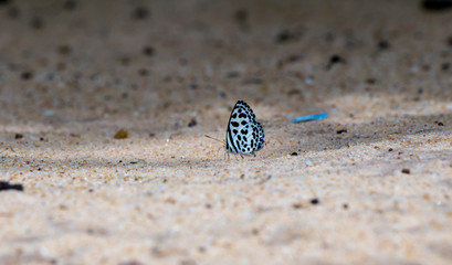 Common Pierrot a beautiful butterfly in the nature background in Thailand.