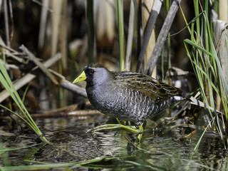 Sora Rail or Sora Crake 