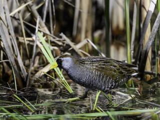 Sora Rail or Sora Crake